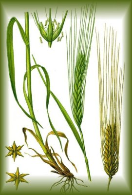 Hordeum_vulgare.jpg