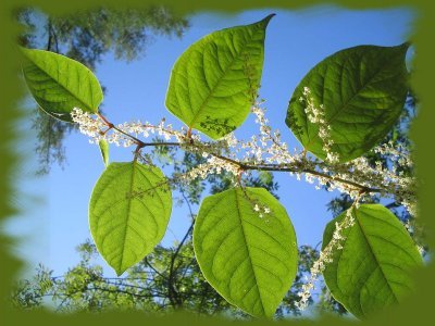 Polygonum_cuspidatum.jpg