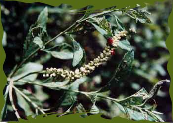 Cordia salicifolia