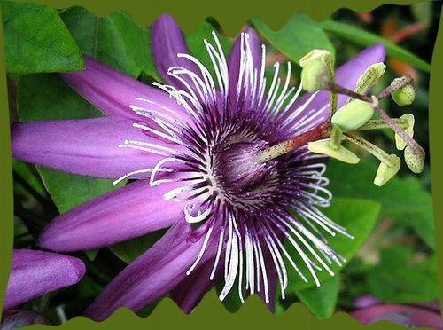 passiflora-incarnata.jpg