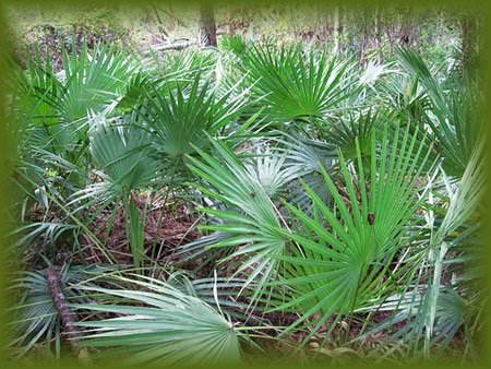 saw-palmetto.jpg