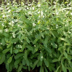 Lactuca virosa semena