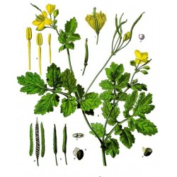 Obrázek z botanického herbáře