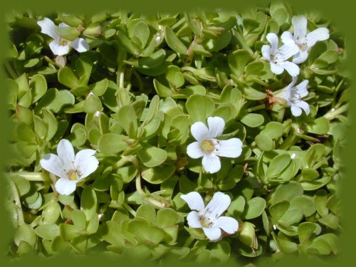 Brahmi