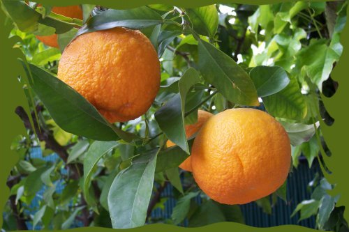 Citrus aurantium