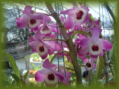 Dendrobium-nobile.jpg
