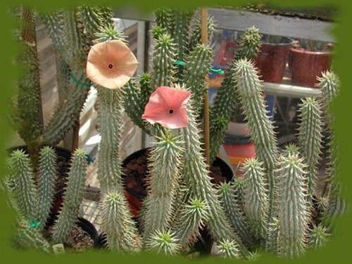 Hoodia gordonii