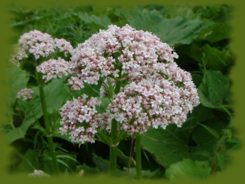 Valeriana
