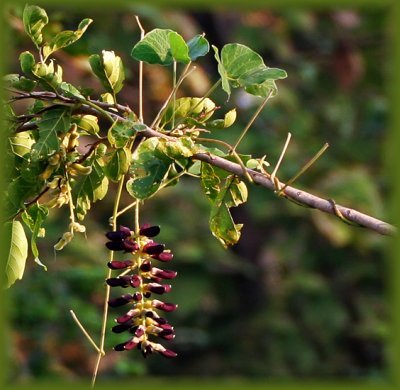 Mucuna_pruriens.jpg