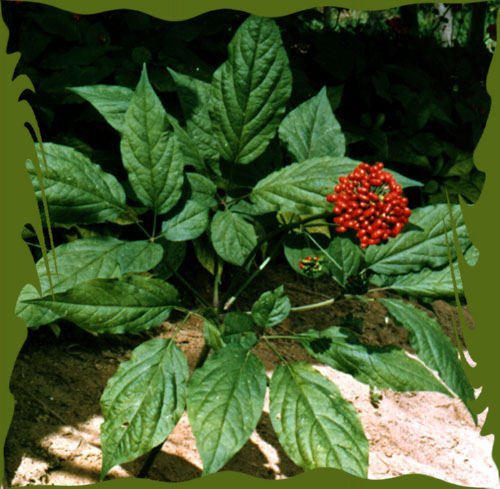 Panax-Ginseng.jpg