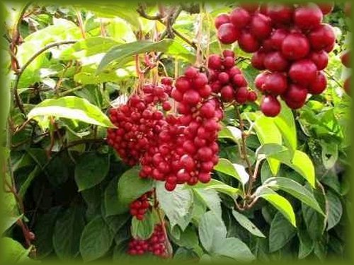 schizandra