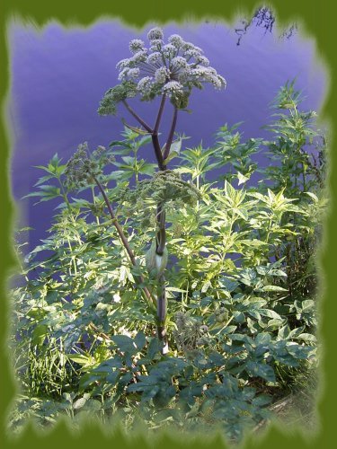 Angelicae sinensis