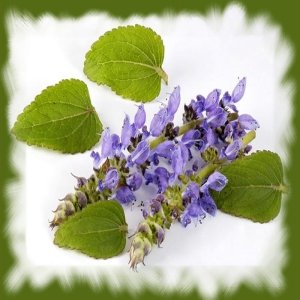 coleus_forskohlii.jpg
