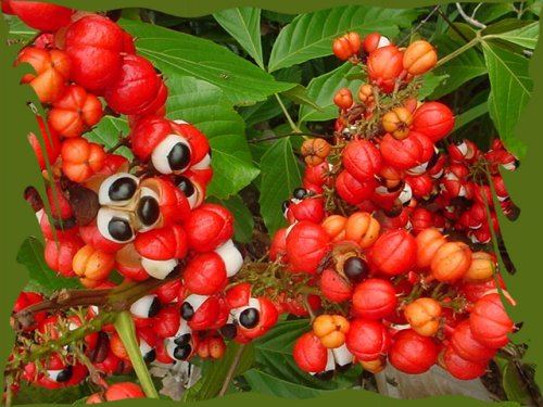 guarana