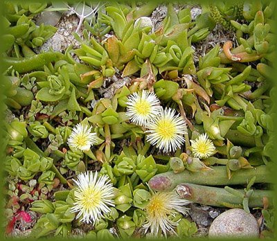 kanna-sceletium-tortuosum.jpg