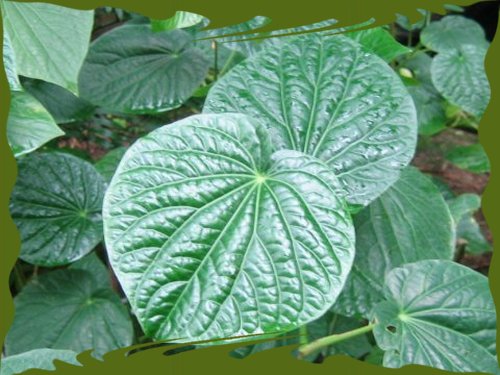kava kava