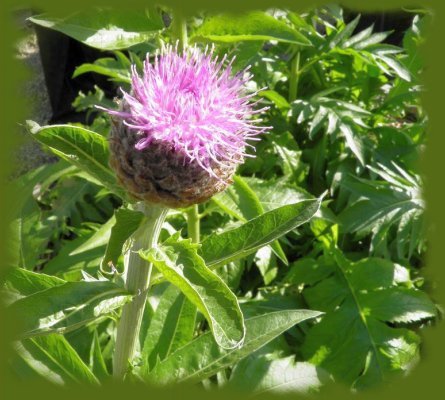 maral_leuzea_carthamoides.jpg
