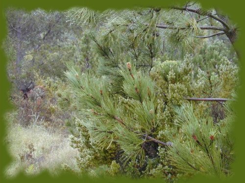 pinus-maritima.jpg