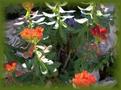 rhodiola-rosea.jpg