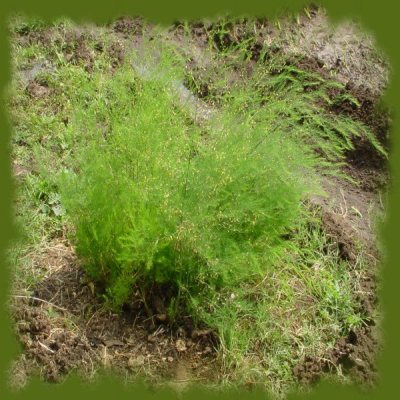 satavari_asparagus.jpg