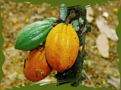 Theobroma cacao