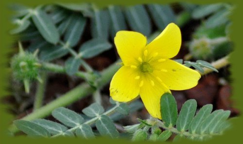 tribulus-terrestris.jpg